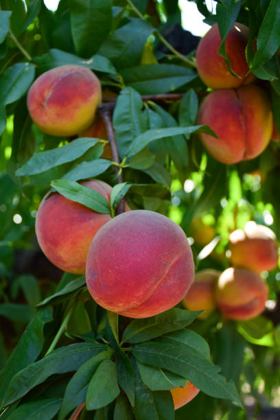 istock Apricot tree branches with bountiful harvest. Focus in the foreground 1336121127