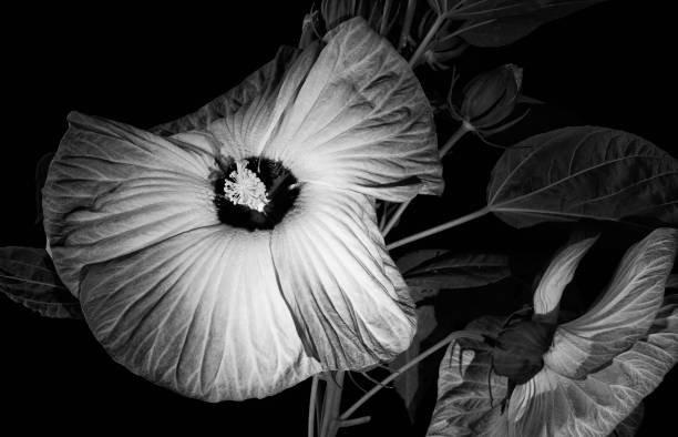 istock Blooming Hibiscus Flower in Black and White 1336121177