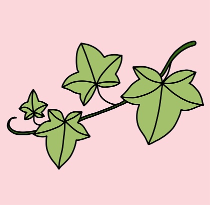 Simplicity ivy freehand drawing flat design. Vector illustration.