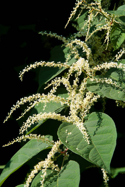 Blooming Giant Knotweed plant on a black background