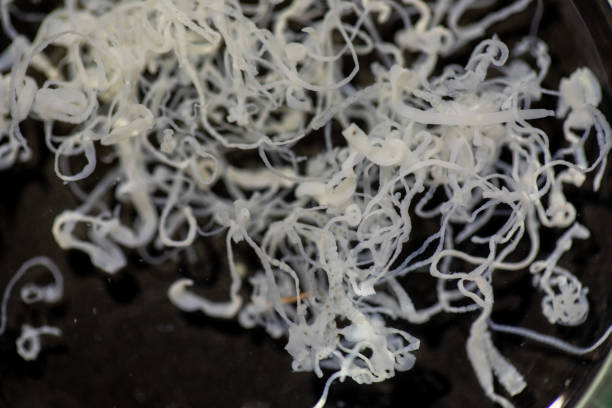 istock The study parasite or worms is a freshwater fish parasite in laboratory. 1336123091
