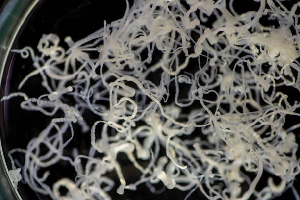 istock The study parasite or worms is a freshwater fish parasite in laboratory. 1336123681