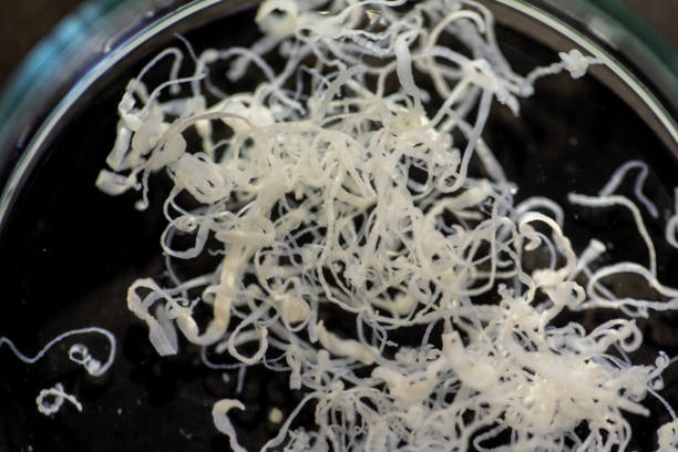 istock The study parasite or worms is a freshwater fish parasite in laboratory. 1336123685