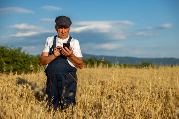 istock Senior man talking on mobile phone in the wheat field at sunset 1336123690