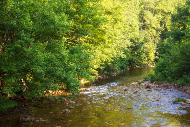 istock Warm Sun Highlights on Pigeon River 1336123828