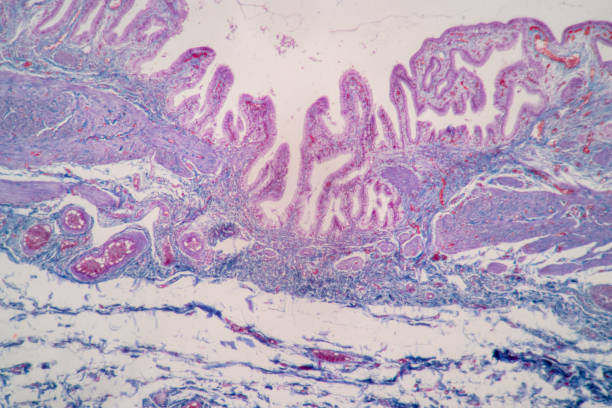istock Characteristics of Columnar epithellum cell (Cell structure) of human under microscope . 1336124052