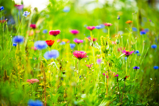 Cornflowers among other wildflowers, bee meadow, flower meadow