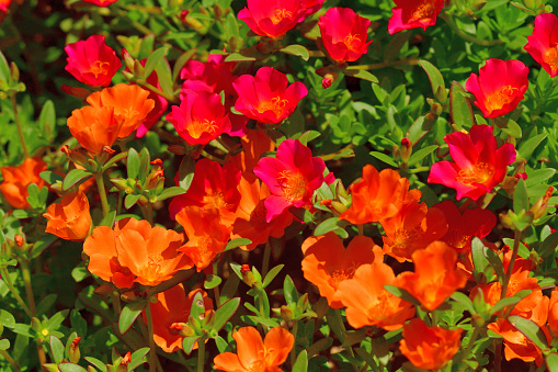 Portulaca is beautiful flower which is popular for summer flowerbed. Portulaca is especially well-suited for growing in containers on patios and decks, with its fleshy, succulent leaves, red stems, and colorful cactus-like flowers in shades of red, orange, yellow, pink, purple and white. Plants prefer hot, dry, almost desert-like conditions.