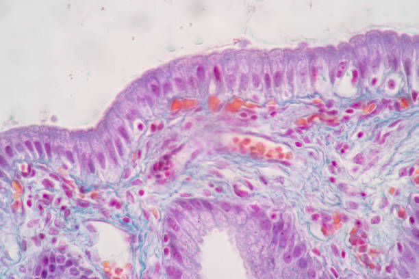 istock Characteristics of Columnar epithellum cell (Cell structure) of human under microscope . 1336125253