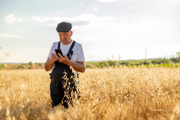 istock Senior man talking on mobile phone in the wheat field at sunset 1336126152