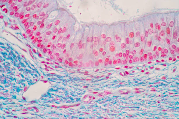 istock Characteristics of Columnar epithellum cell (Cell structure) of human under microscope . 1336126477