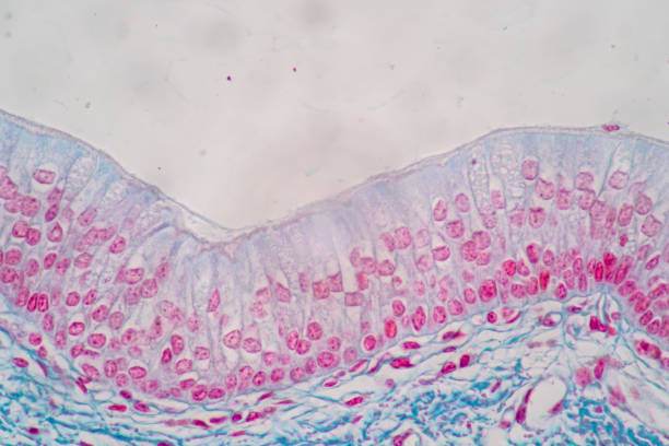 istock Characteristics of Columnar epithellum cell (Cell structure) of human under microscope . 1336127091