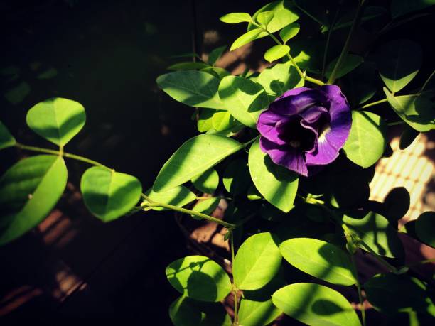 A bluish purple Clitoria ternatea, commonly known as Asian pigeonwings, Aparajita, bluebellvine, blue pea, butterfly pea, cordofan pea and Darwin pea, flower