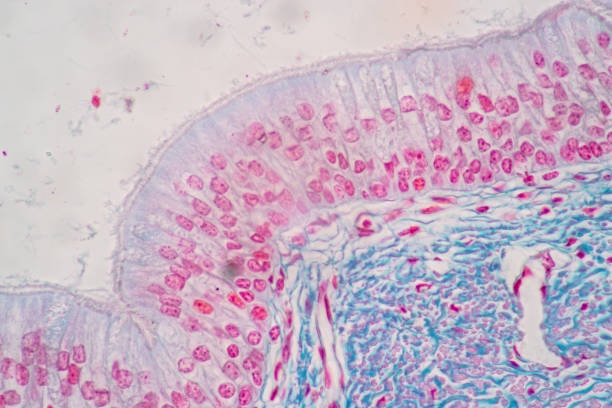 istock Characteristics of Columnar epithellum cell (Cell structure) of human under microscope . 1336127485