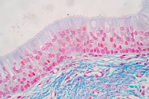 istock Characteristics of Columnar epithellum cell (Cell structure) of human under microscope . 1336127620