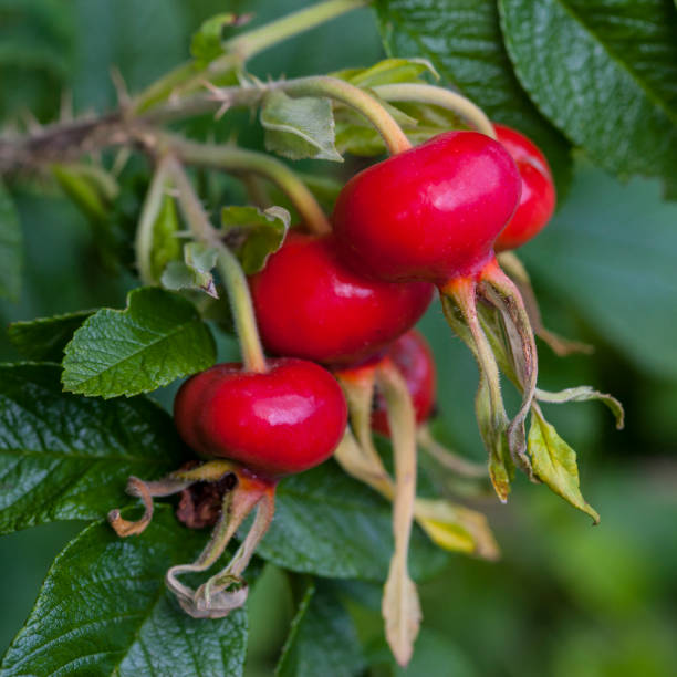 istock Rose Hip from Rosa Rugosa - Sea Rose 1336128190