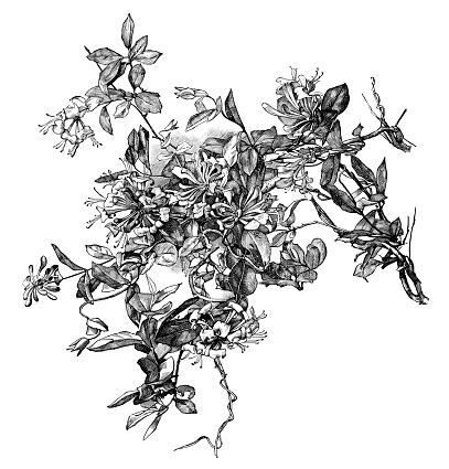 Flowers, leaves and tendrils of honeysuckle. An engraving from “The Girls’ Own Paper”, a bound collection of monthly magazines for 1896-97 with work by various artists. The magazine was edited by Charles Peters and published by the Religious Tract Society, London.