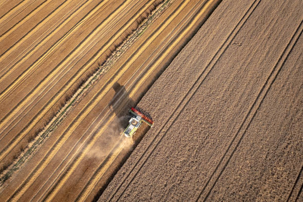 istock A Combine Harvester in a Field During the Summer Wheat Harvest 1336128598