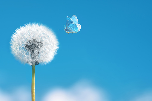 White dandelion with flying butterfly on blue sky background. Concept of lightness easing and cleanliness.