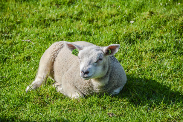istock Dutch Lamb Lying In The Grass At Duivendrecht The Netherlands 1336129524