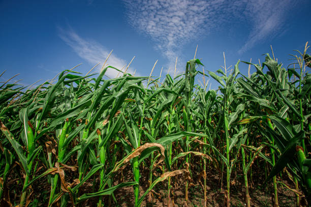 istock Field of corns 1336129571