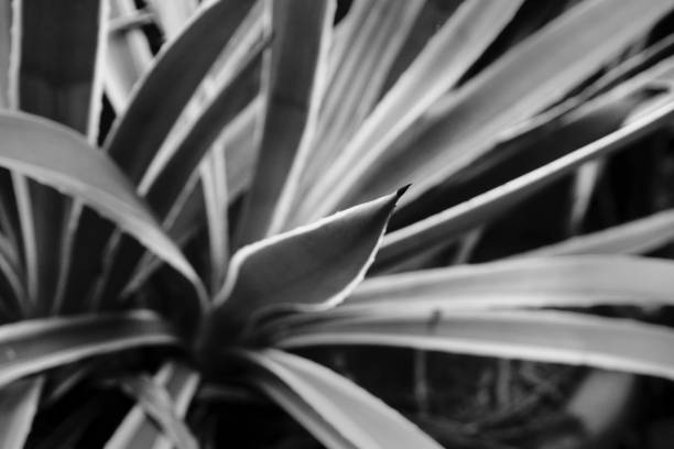 istock Black and white leaves against dark natural background. Selective focus on nature pattern. 1336129784