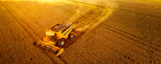 istock The combine harvests wheat at sunset. Drone view. 1336130501