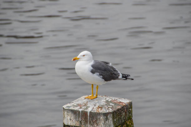 istock Close Up European Herring Gull At Amsterdam The Netherlands 1336130552
