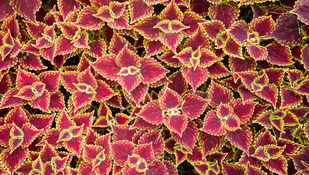 istock Coleus - Wizard ScarletNatural plant background. Abstract texture. 1336130632