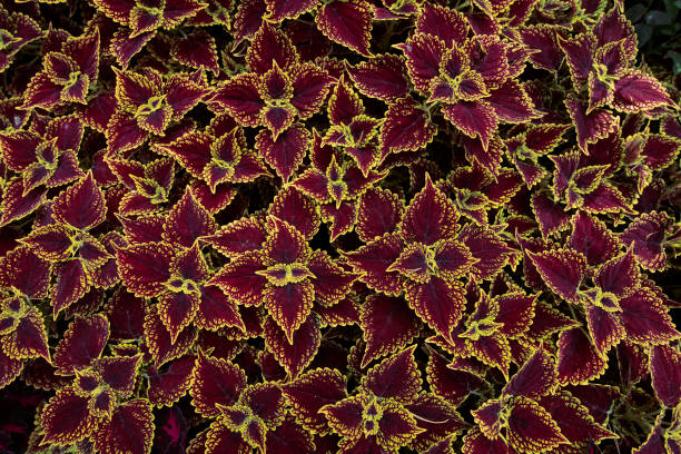 istock Coleus - Wizard ScarletNatural plant background. Abstract texture. 1336130633