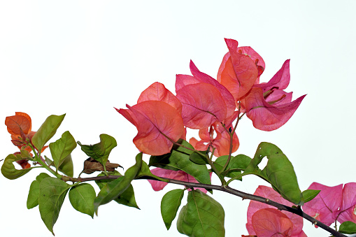 Pink colour Bougainvillea glabra - lesser bougainvillea or paper flowers and plant with white blank background