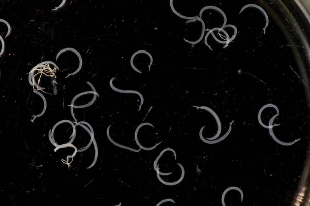 istock The study parasite or worms is a freshwater fish parasite in laboratory. 1336132019
