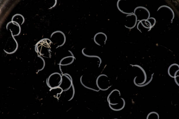 istock The study parasite or worms is a freshwater fish parasite in laboratory. 1336132021
