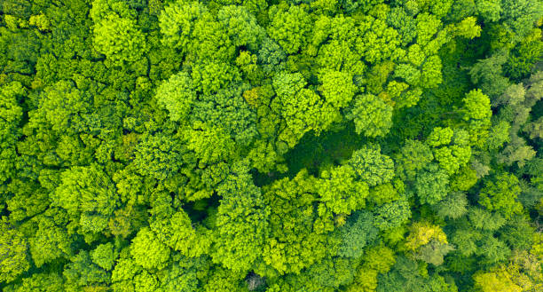 istock green autumn or spring forest. View from the drone 1336133012