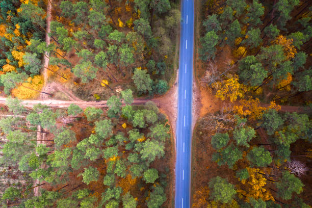 istock Road through the autumn forest at sunset. Drone type. 1336133013