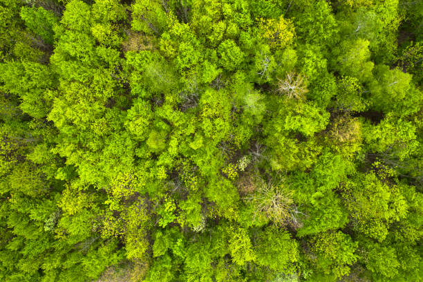 istock green autumn or spring forest. View from the drone 1336133015