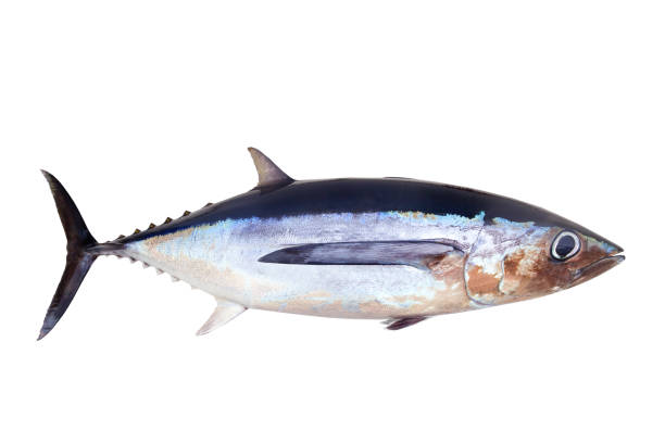 istock Albacore tuna fish Thunnus Alalunga 1336133339