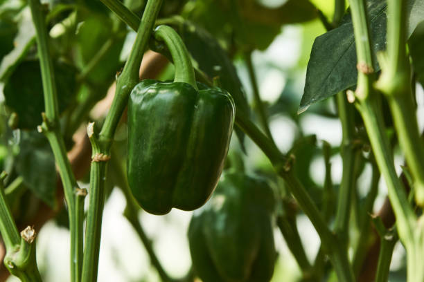 istock Bell pepper growing in greenhouse, close-up 1336133554