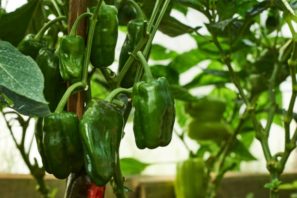 istock Bell pepper growing in greenhouse, close-up 1336133558
