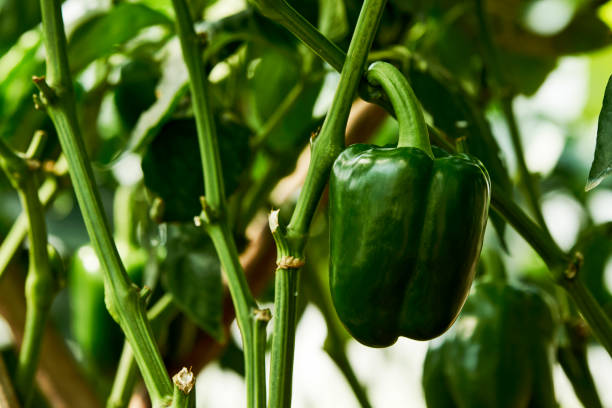 istock Bell pepper growing in greenhouse, close-up 1336133570