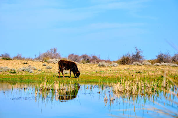 istock A black and single cow grassing in flood plain 1336134243
