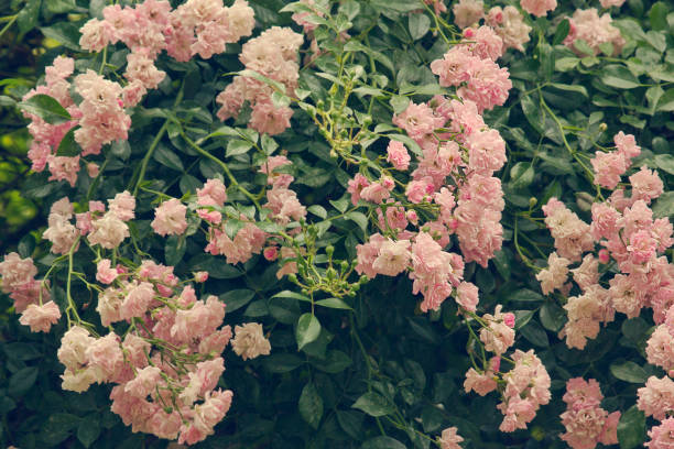 istock blooming bush of pink roses 1336134458