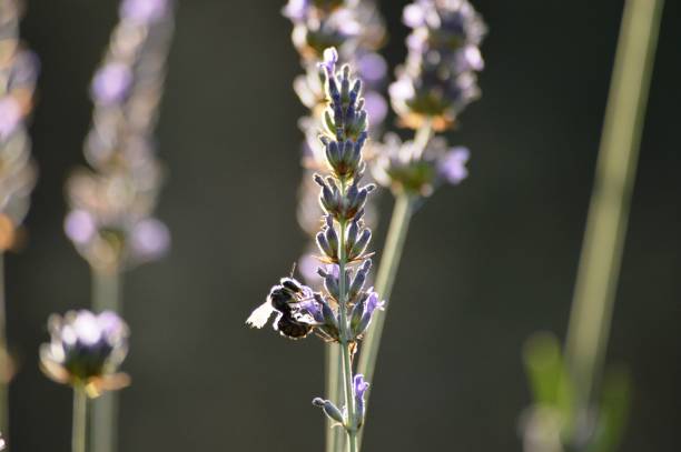 istock a bee on a purple lavender flower 1336134658