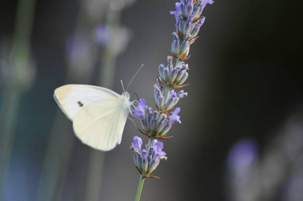 istock white butterfly and purple lavender flower 1336134742