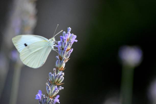 istock white butterfly and purple lavender flower 1336134757