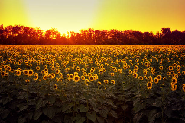 istock Sunflower field at sunset 1336134812