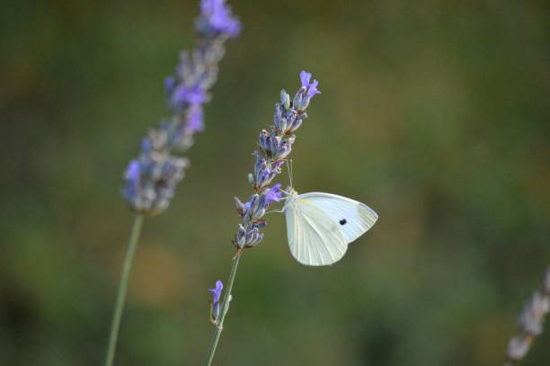 istock white butterfly and purple lavender flower 1336134901