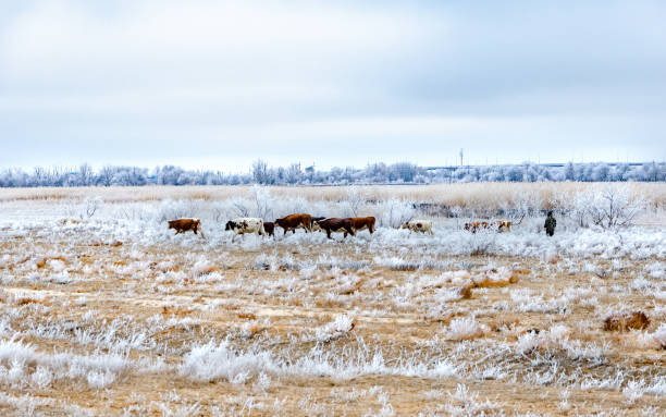 istock Shepherd drives herd of cows in winter to pasture 1336134916