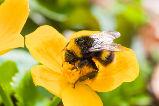 istock bumblebee on a yellow  flower 1336135643