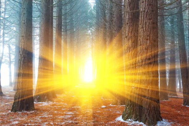 istock pine tree misty forest in a rays of sun 1336135720